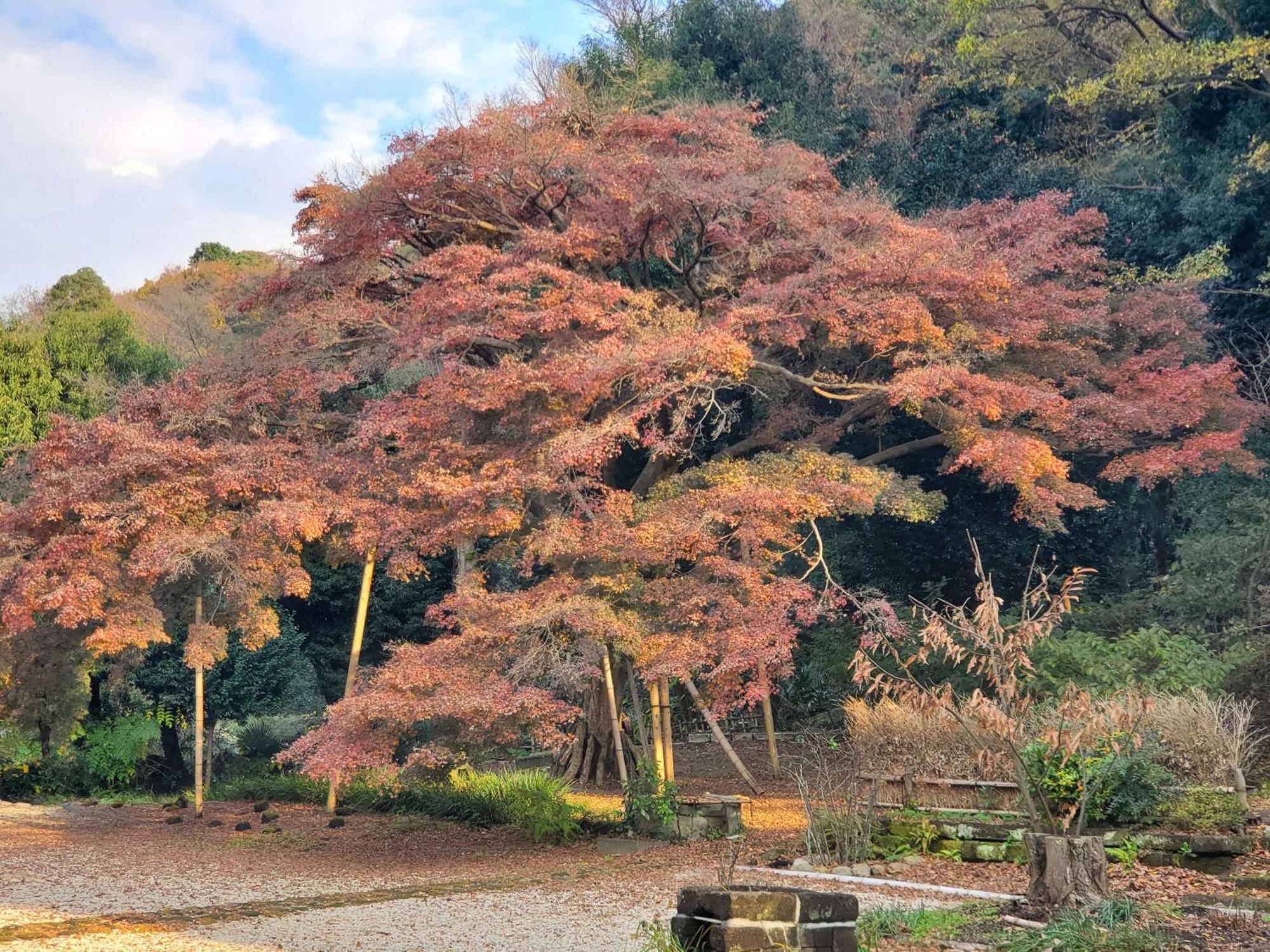 甘糟屋敷 Amakasu Yashiki Kamakura Villa Exterior photo